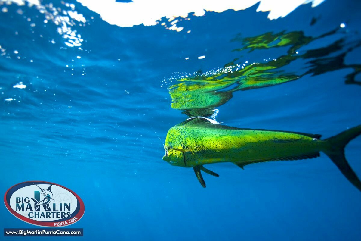 Mahi Mahi underwater color