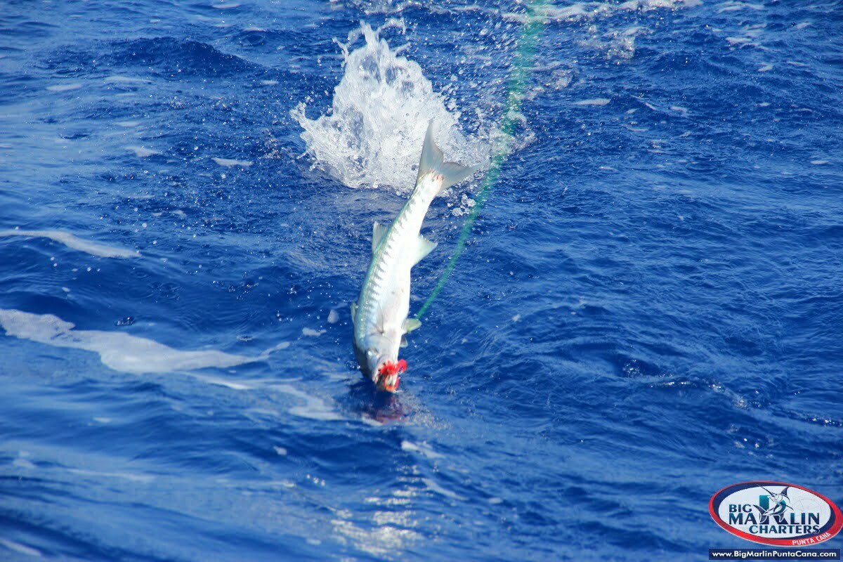 Barracuda fishing in Punta Cana