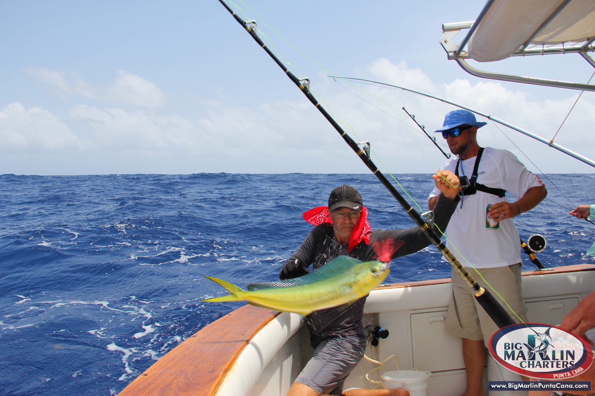 fishing mahi mahi and best catching