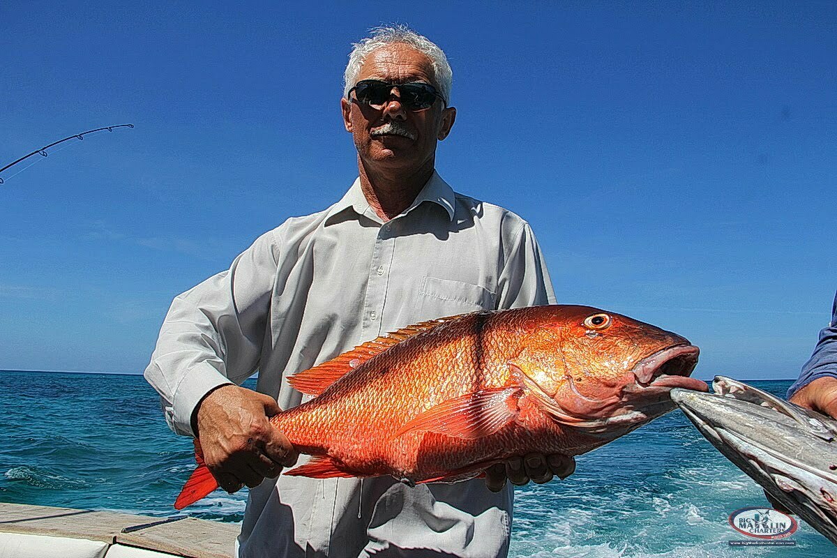Red snapper inshore fish