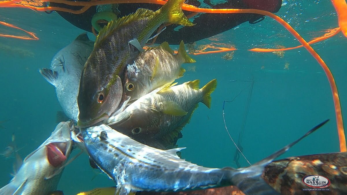 reef fish underwater hunting grouper snapper barracuda