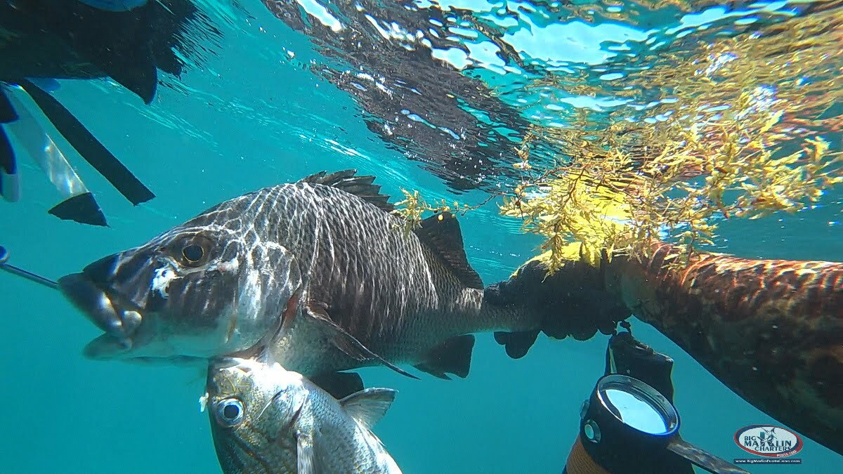 hutning underwater Punta Cana speargun fishes
