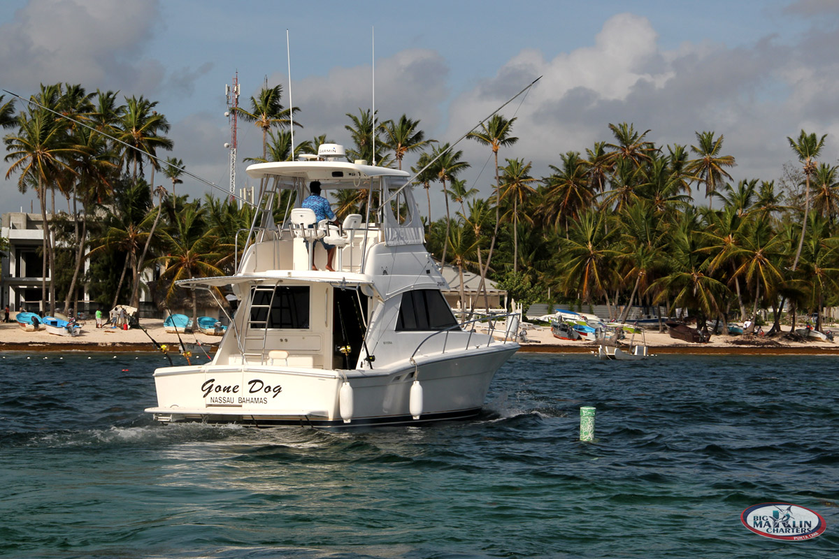 Gone Dog boat 37' for Punta Cana private fishing charter Dominican Republic