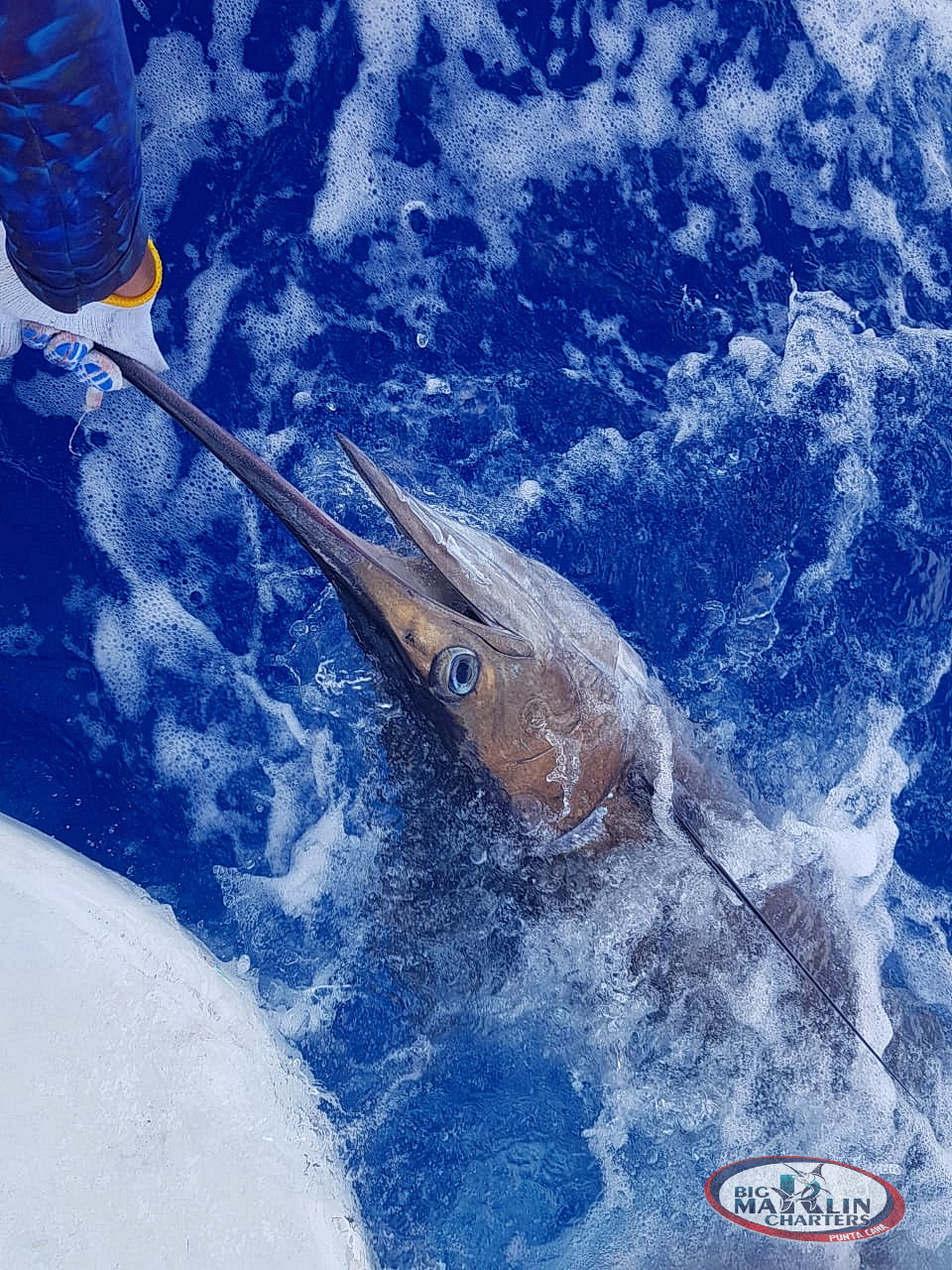 Punta Cana fishing charters marlin deep sea fishing with Big marlin punta cana