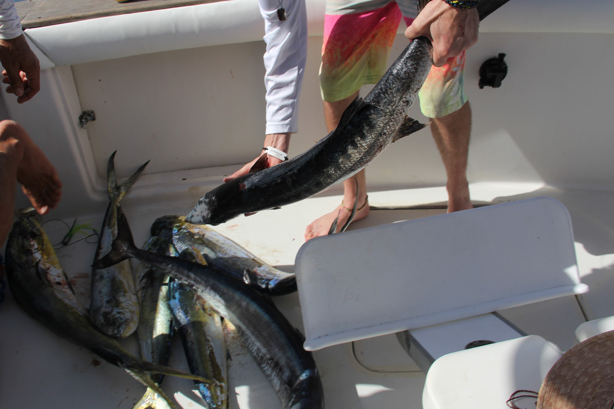 Barracuda fishing offshore catching Punta Cana