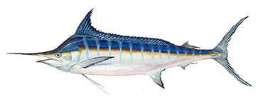 Blue Marlin