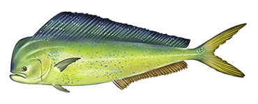 Mahi Mahi